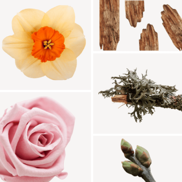 Duftnoten: Narzisse, Eichenmoos, Rose, holzige Noten, Johanisbeerknospe